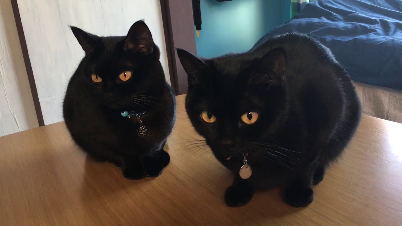 4匹黒猫ボンベイファミリー☆姉妹猫をみるとなぜか癒される