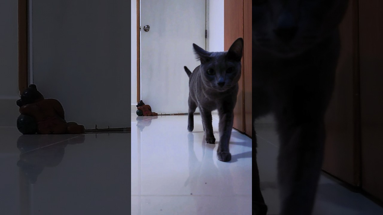 子猫のお腹が大きい〜 #shorts