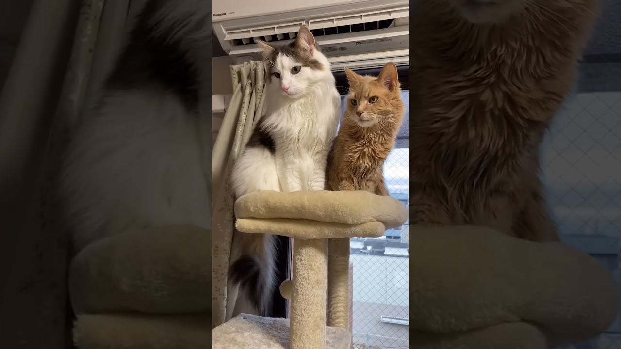 キツキツな場所　#shorts  #ノルウェージャンフォレストキャット  #ソマリ