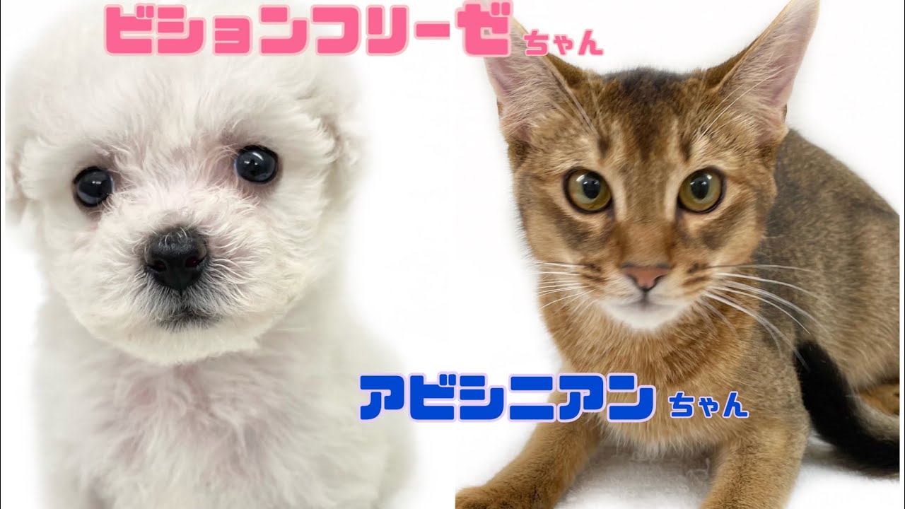 【ビションフリーゼ&アビシニアン】ビションフリーゼちゃん初めてのねこ友