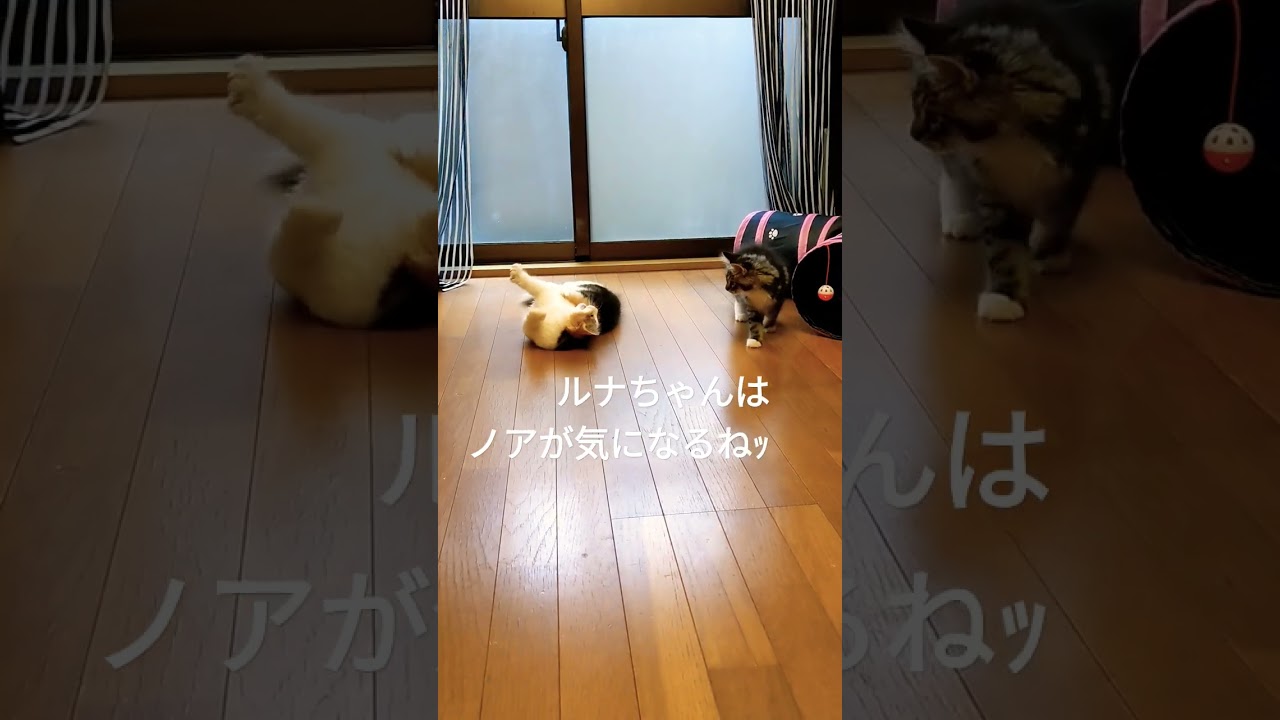 仲良いの、、、か？www           #ノルウェージャンフォレストキャット子猫 #メインクーン子猫 #shorts