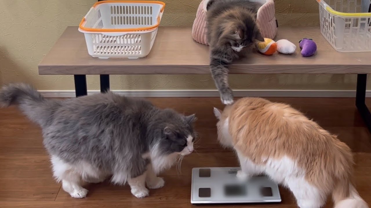 【自由】体重測定の後ろで、自由気ままなもふ猫たちwwwノルウェージャンフォレストキャットとターキッシュアンゴラ