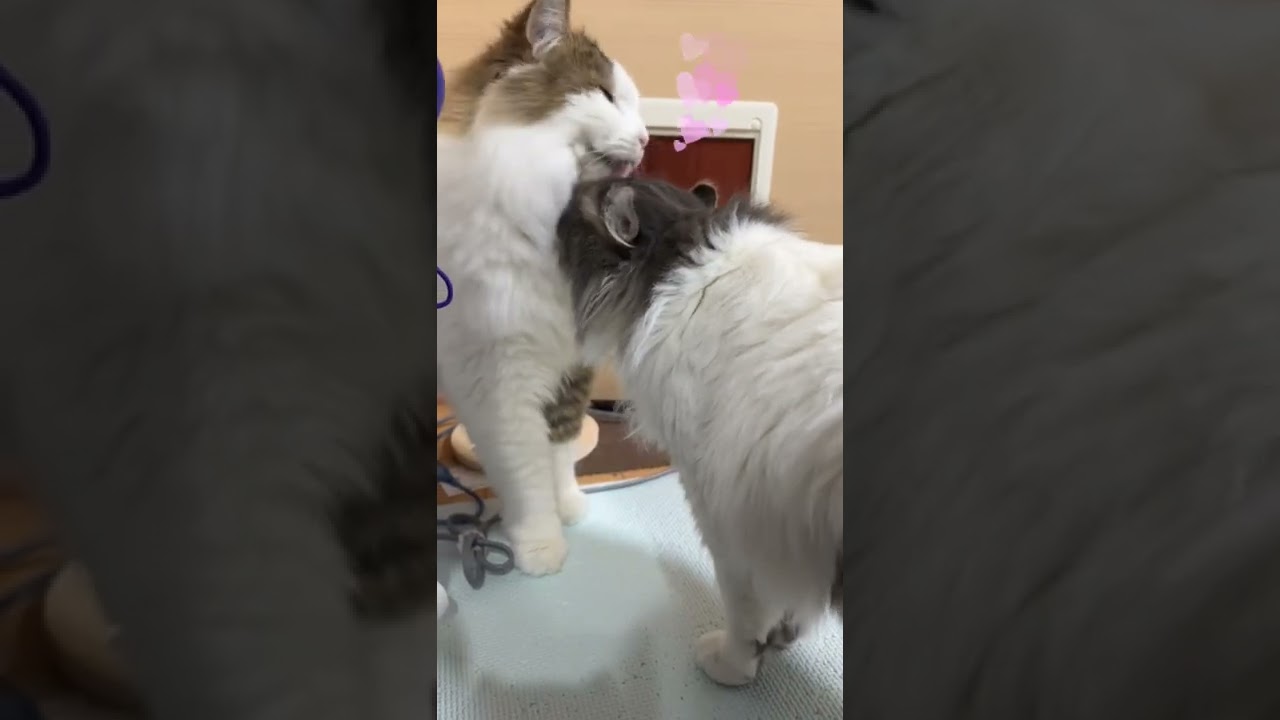 デレが秒で終わる #猫 #cat #マンチカン足長 #アメリカンカール #毛繕い