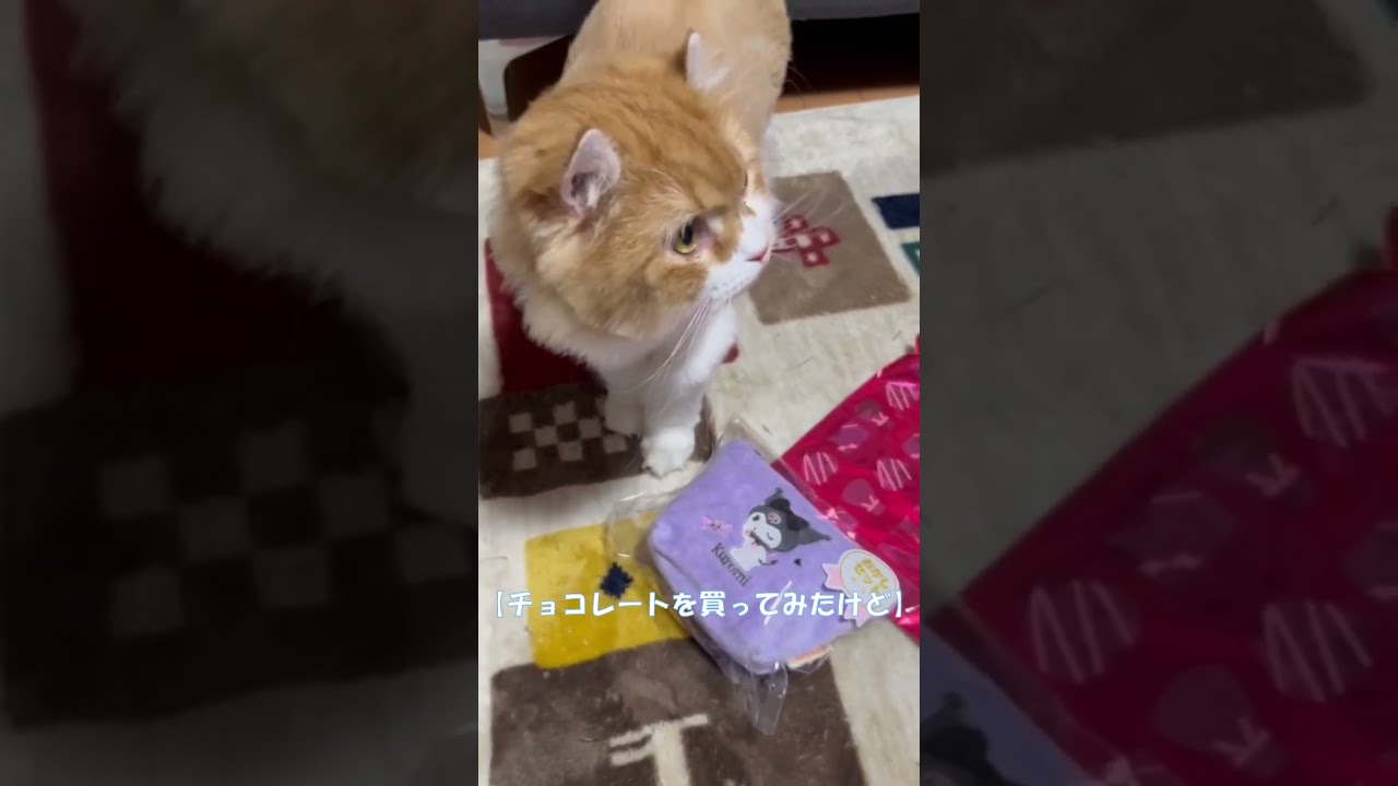 チョコレートを買ってみたけど #shorts  #猫 #アメリカンカール #cat