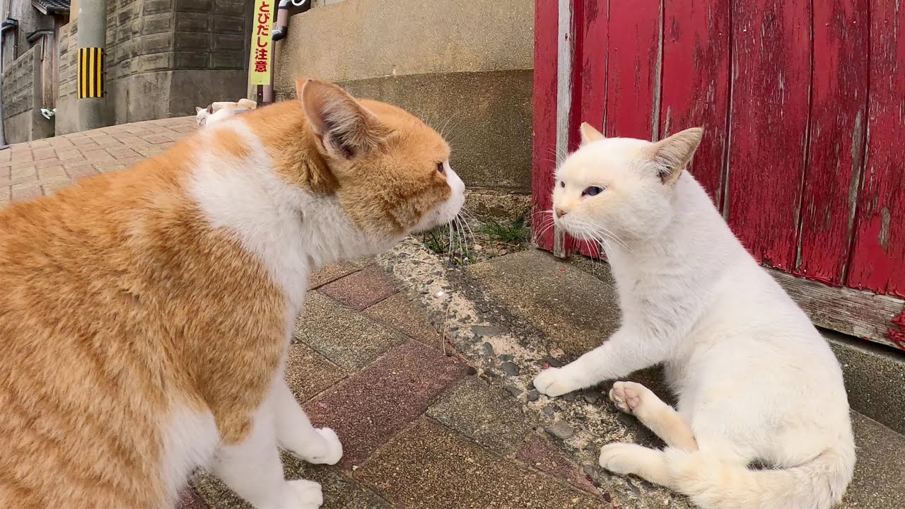 魚を横取りされた茶シロ猫がシャム猫に仕返ししようとするが・・・