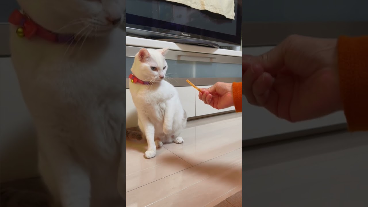 歯磨きおやつを見ただけで威嚇する弟猫#shotrs