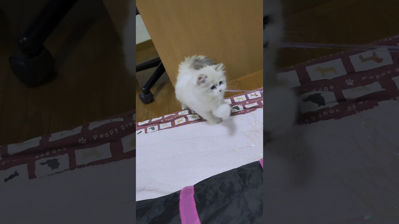 遊びに夢中な子猫#ラガマフィン