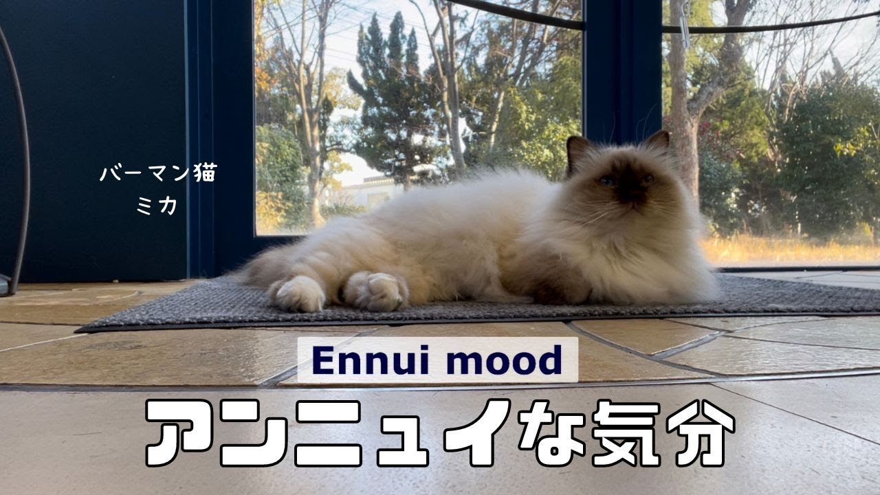 バーマン猫ミカ【アンニュイな気分】Ennui mood（バーマン猫）Birman/Cat