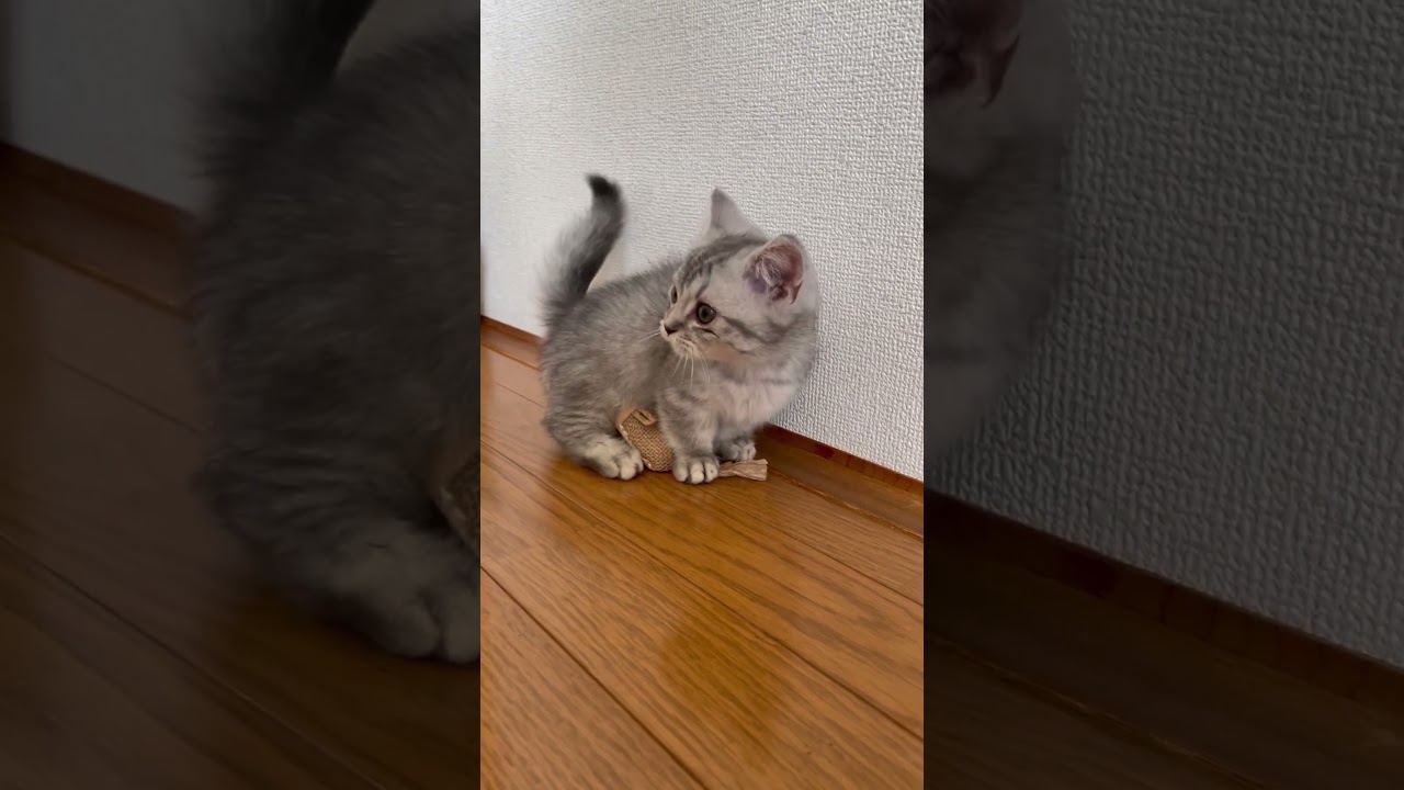 マンチカンの子猫が大暴れ😸 #shorts #猫 #マンチカン #cat #kitty #official髭男dism #ミックスナッツ #アーニャピーナッツが好き #アーニャ