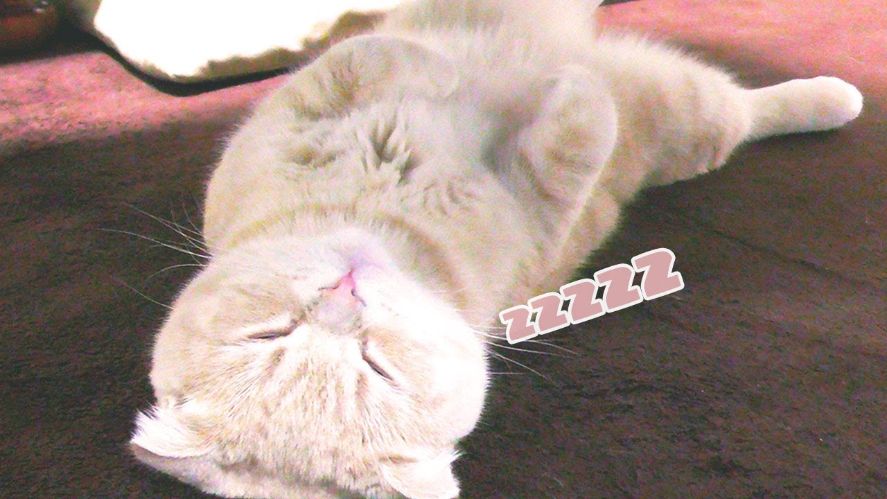 ヘソ天でだらけてる子猫がかわいすぎた【スコティッシュフォールド】