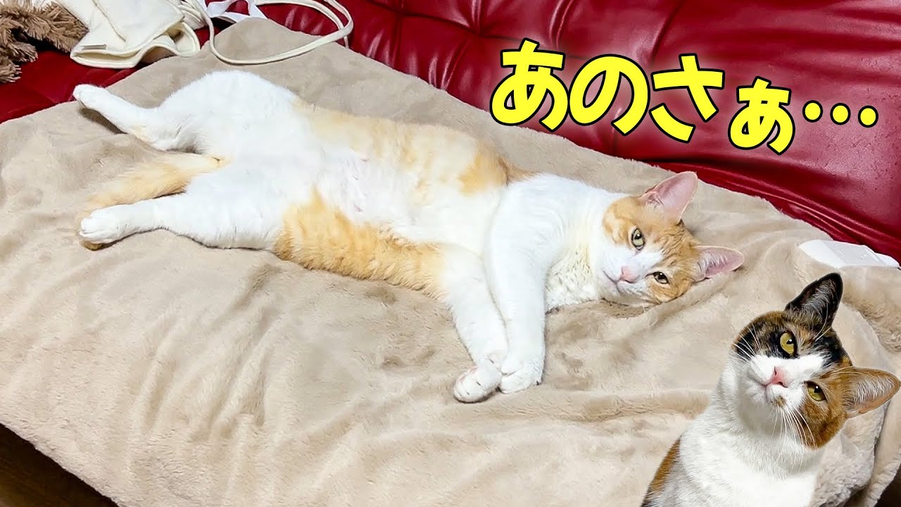 実家から帰ってきた猫たちから「文句がある」と呼び出されました。。。