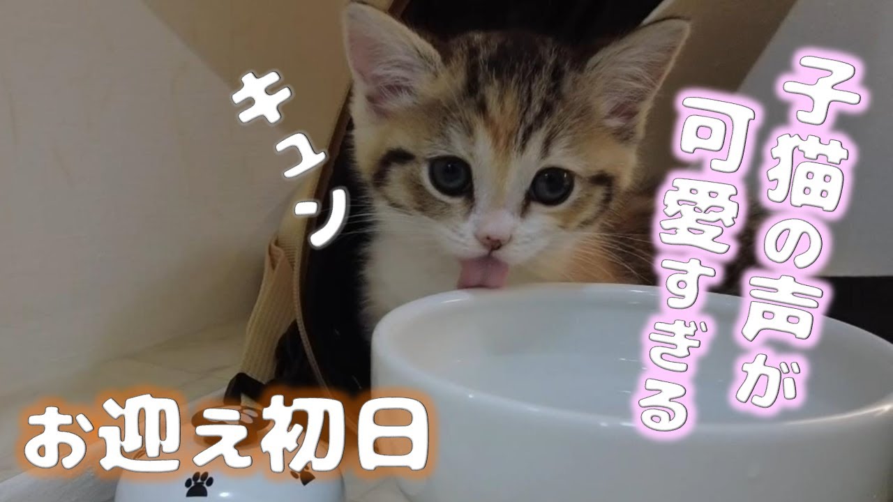 子猫の鳴き声が可愛すぎた【お嬢の猫日記 / OJO- CAT DAILY】