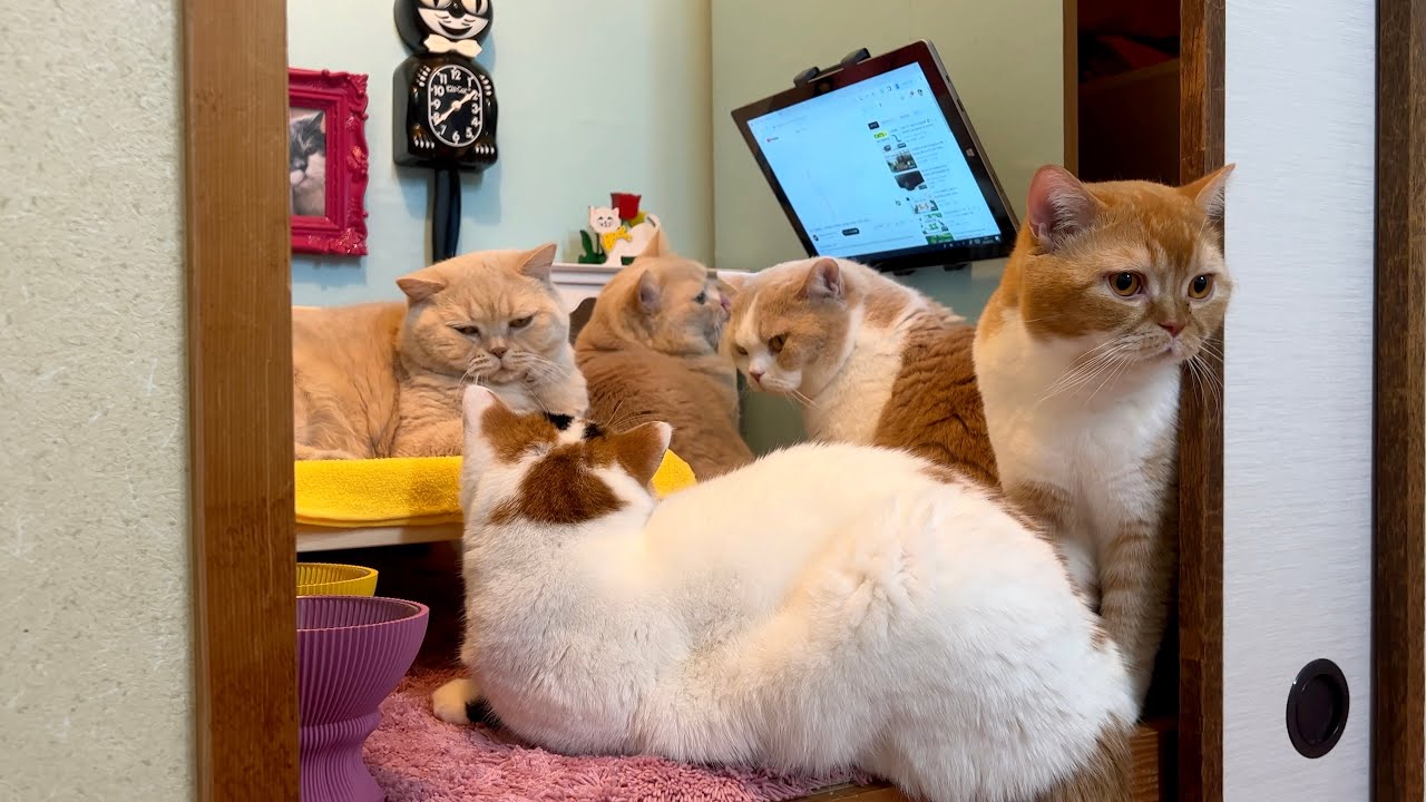 押し入れに猫のための秘密基地を作った
