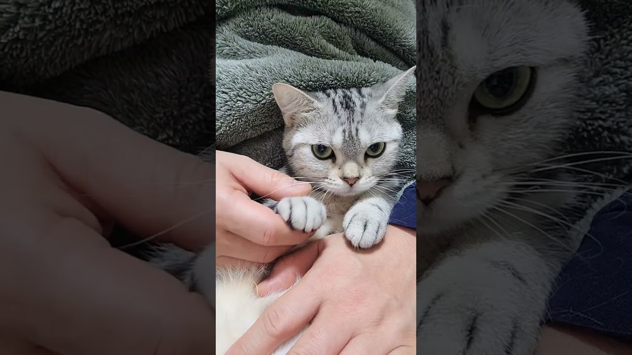 起されたまる😃❤️😃アメリカンショートヘアーなこ