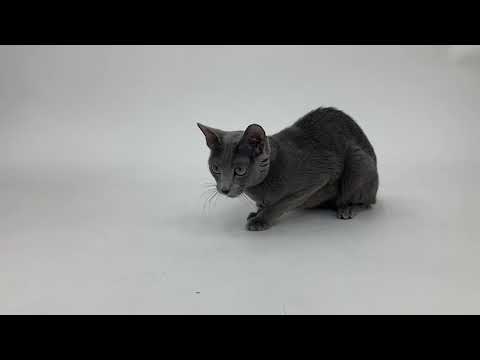 ペットモデルのロシアンブルーのピロちゃんの癒され動画