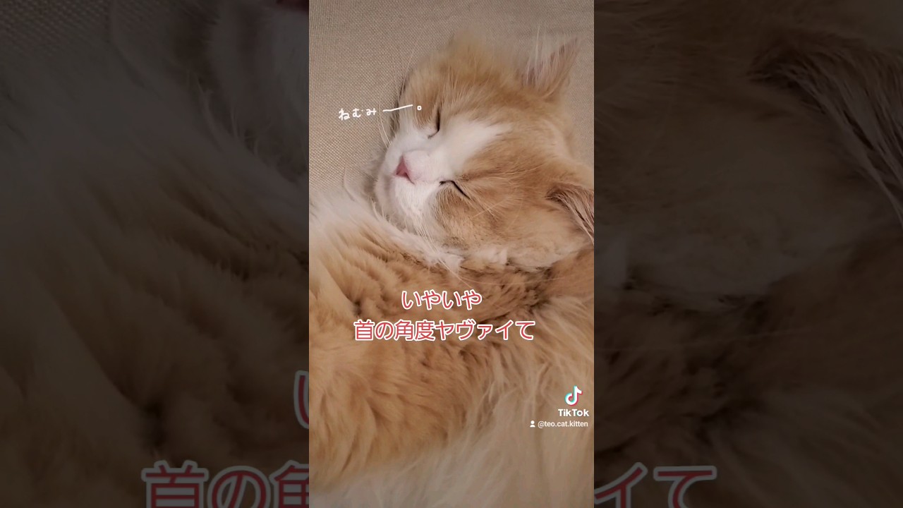 ヤヴァイ首の角度でうっとりする猫　 #scottishfold #スコティッシュフォールド #猫 #ヤヴァイ