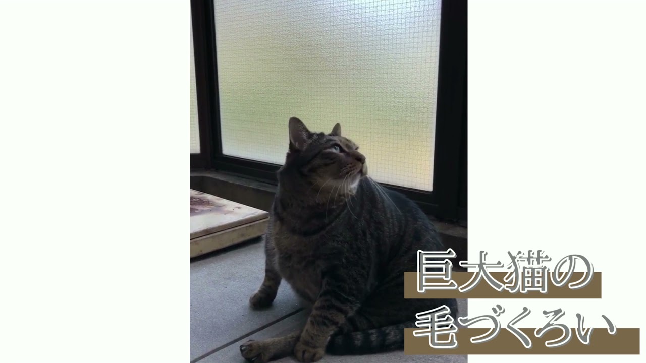 【日本猫のにゃらん】体重10キロを超える猫の毛づくろいです☆