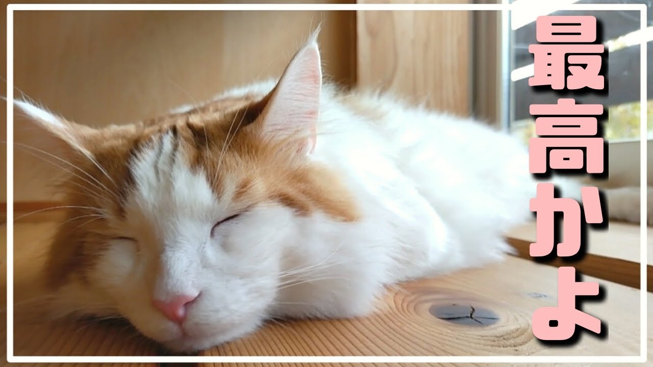 猫「キャットウォーク最高すぎるだろ...」【大型猫メインクーン】