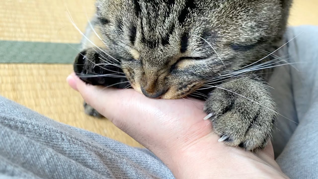 子猫が久しぶりにちゅぱちゅぱして甘えてきた！！