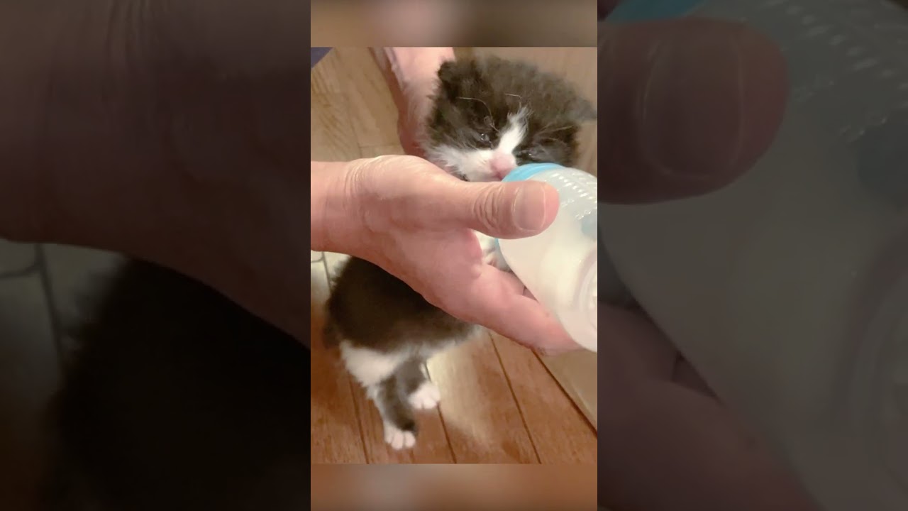 ミルクを飲む時は立つ派の子猫さん #shorts