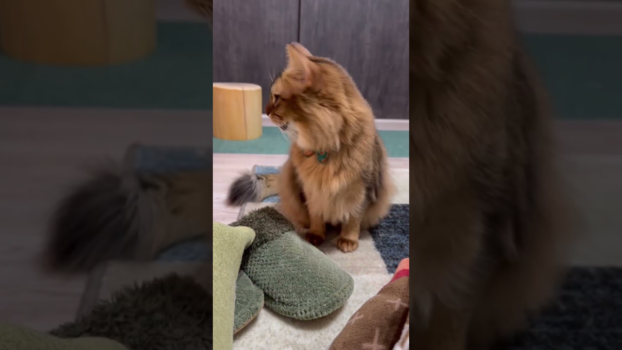 猫の嗅覚で臭いチェックして貰ったら