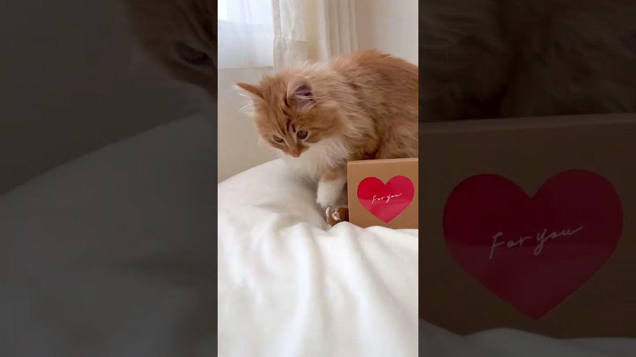 【子猫とハピチョコ】#子猫 #猫 #short #shorts #バレンタイン #ハピチョコ