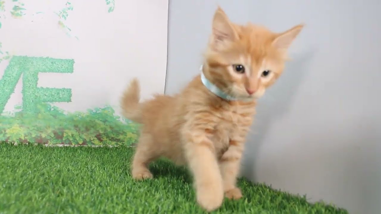 Coo&RIKU　No621674　ターキッシュアンゴラ