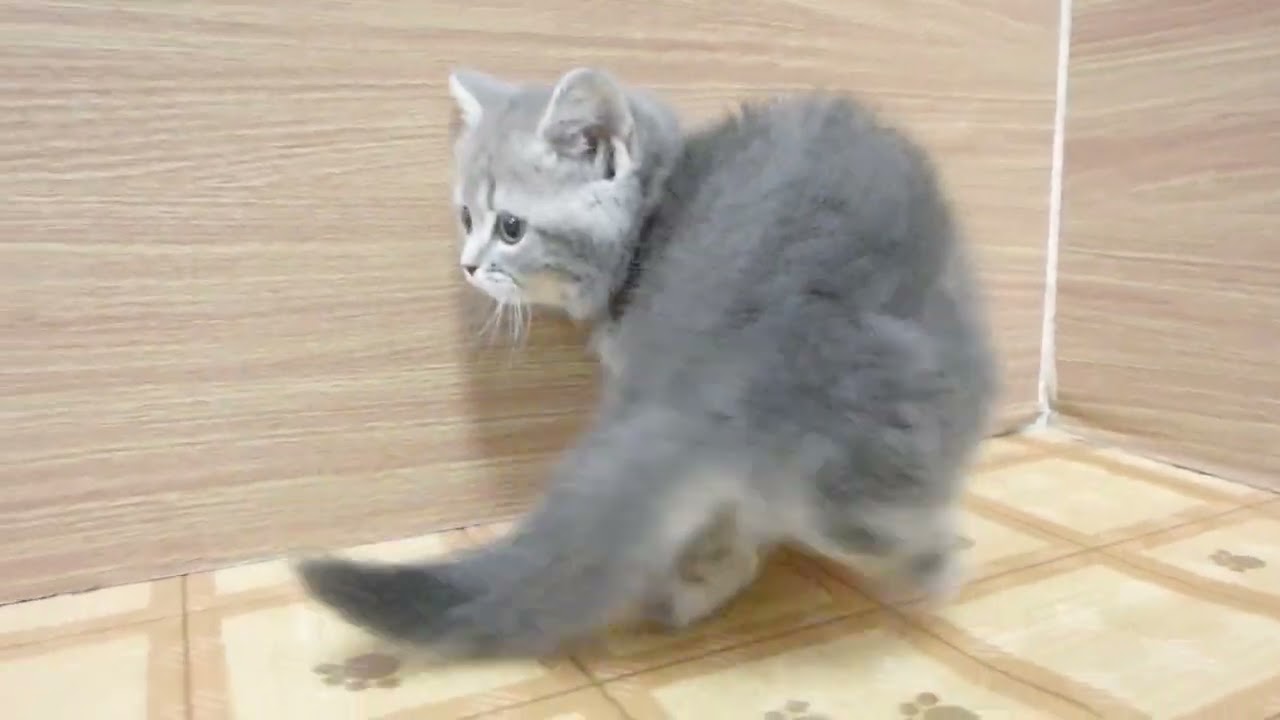 Coo&RIKU　No00616949 ブリティッシュショートヘアー