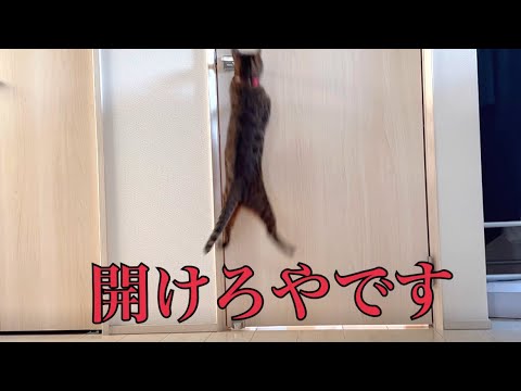 たまちゃんがベルを置き去りにした結果がこちらです