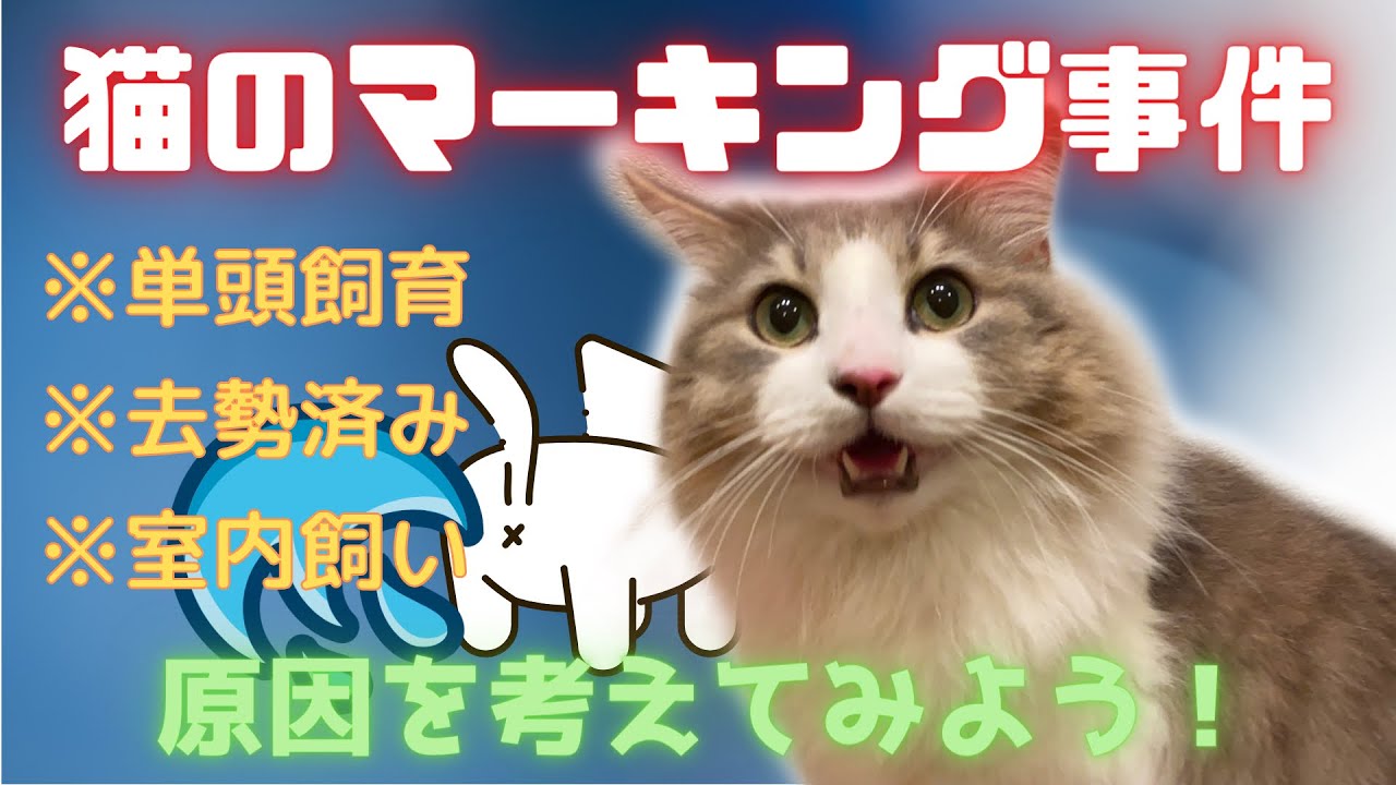 猫のマーキング事件！！原因追求した結果！！【ノルウェージャンフォレストキャット】