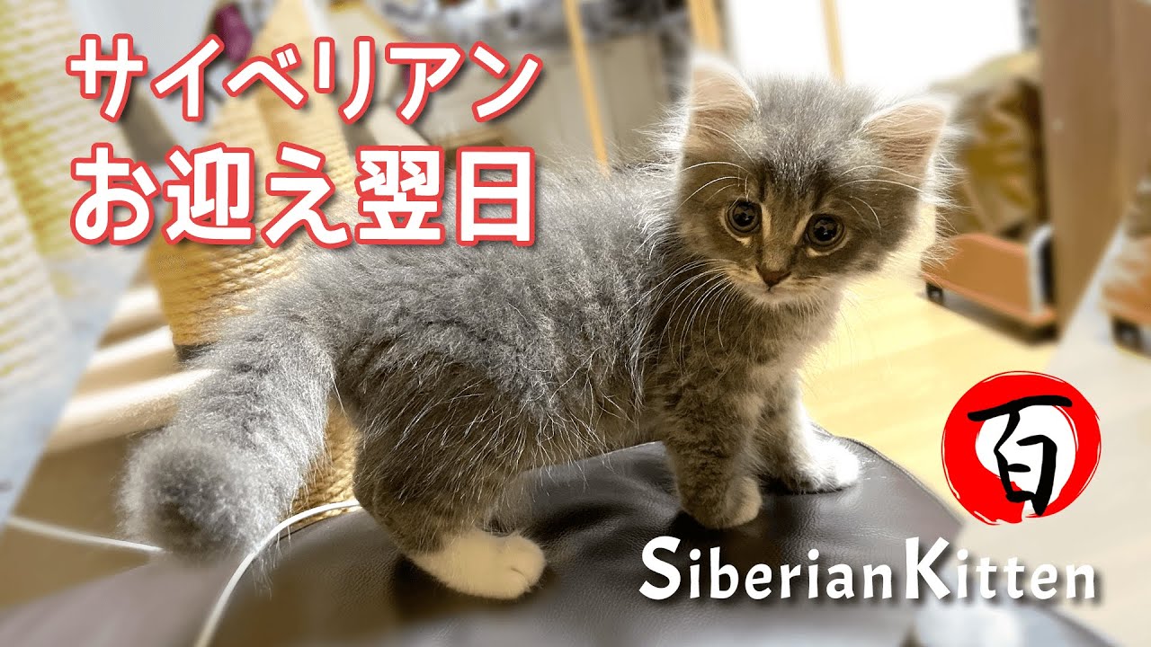 サイベリアン子猫【お迎え翌日】生後57日お迎え2日目の様子です