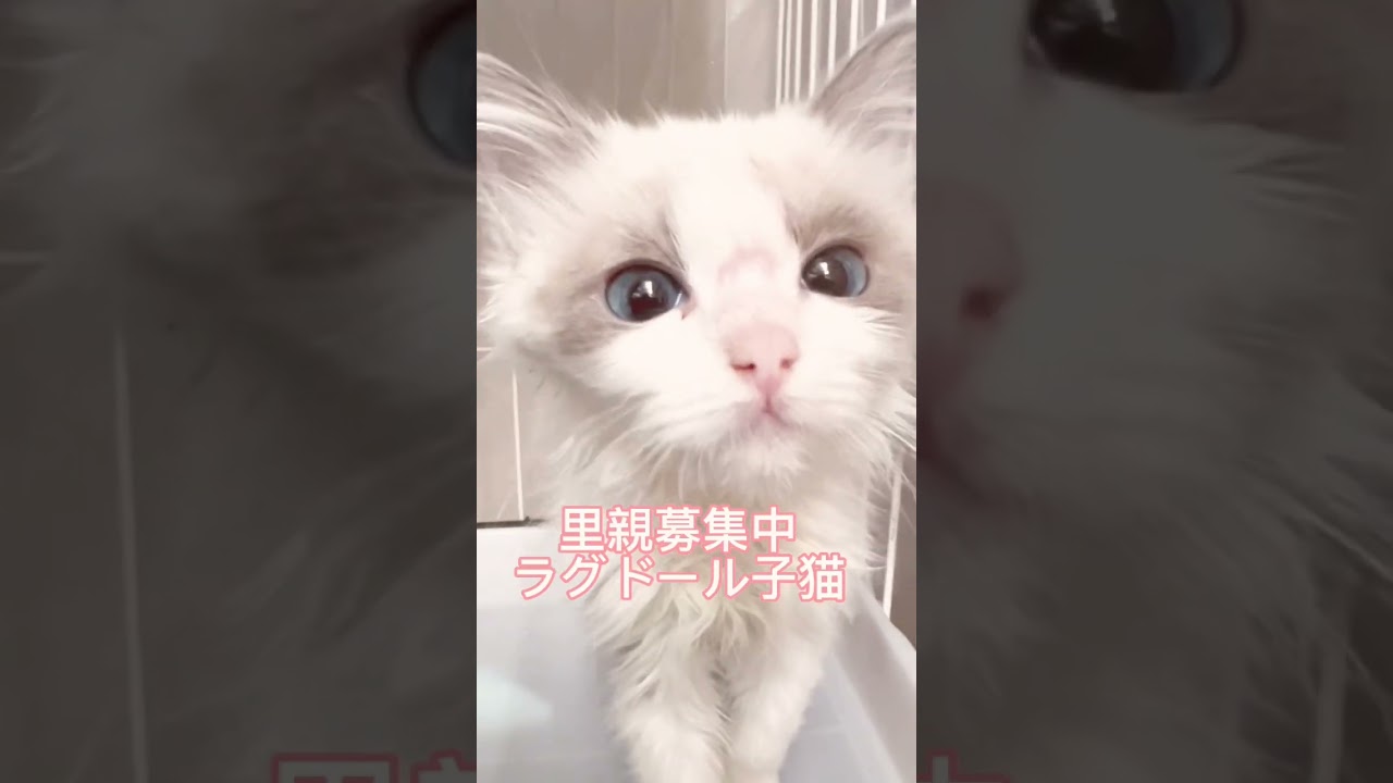 痩せすぎていた、ラグドールちゃん少し良くなってきています。里親募集中　#里親募集中子猫アゴはネコ #子猫 #ラグドール子猫 #ラグドール　#保護猫