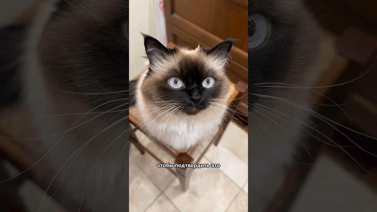 Могут ли кошки видеть призраков или духов?