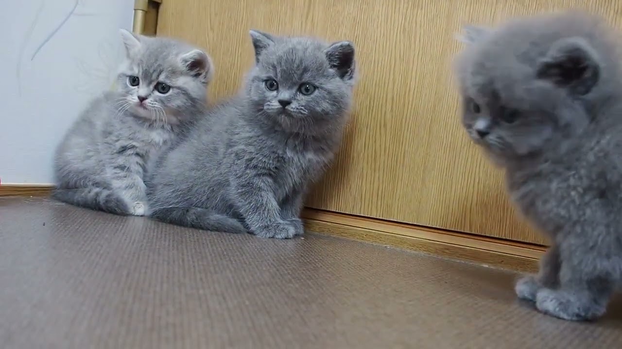 ブリティッシュショートヘア 丸顔なブルーの男の子。