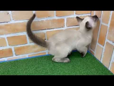 Coo&RIKU　No532460　トンキニーズ