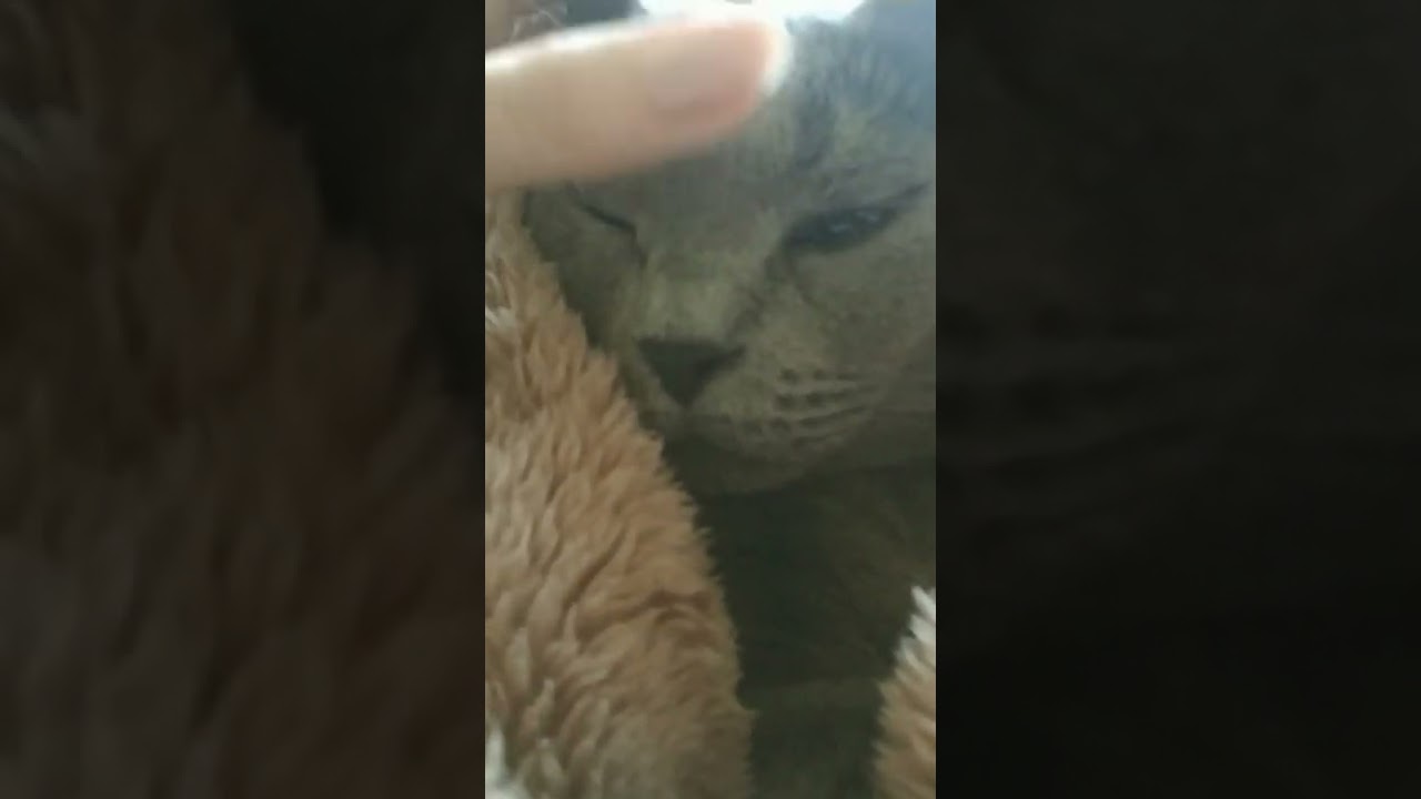 大人のシャルトリューをなでる #shorts