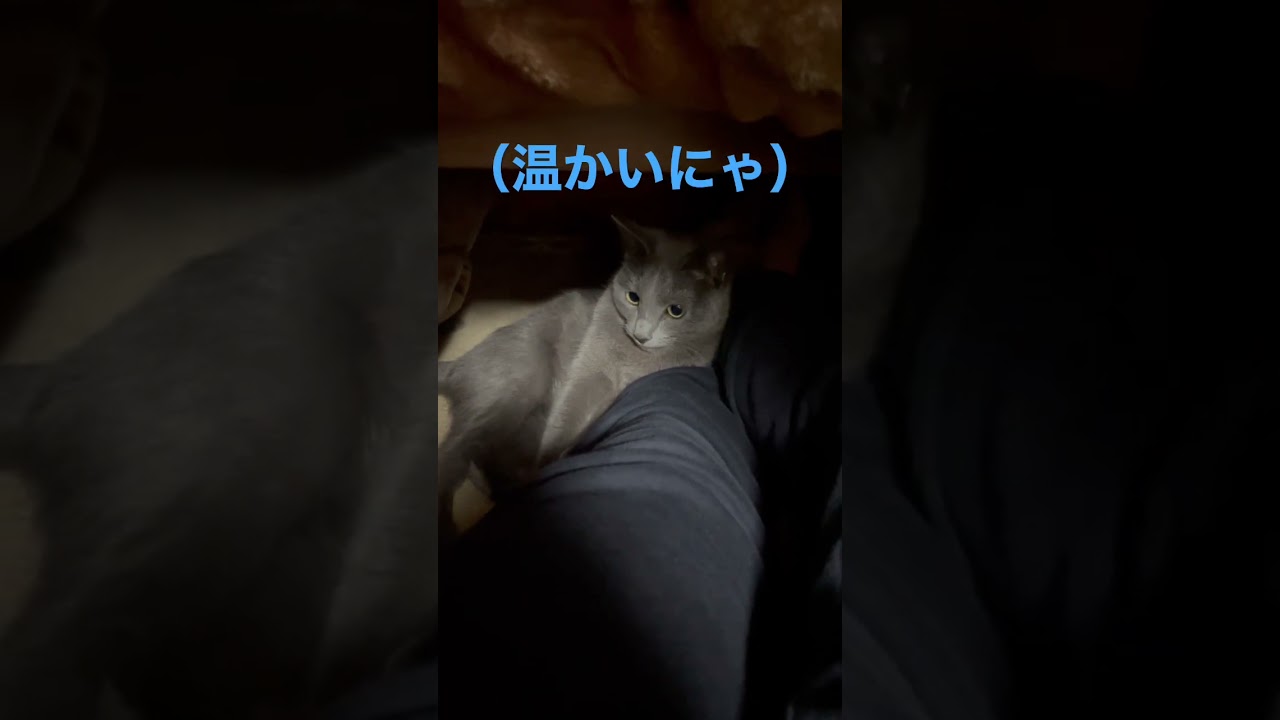 コタツ入り娘（ロシアンブルー）#shorts
