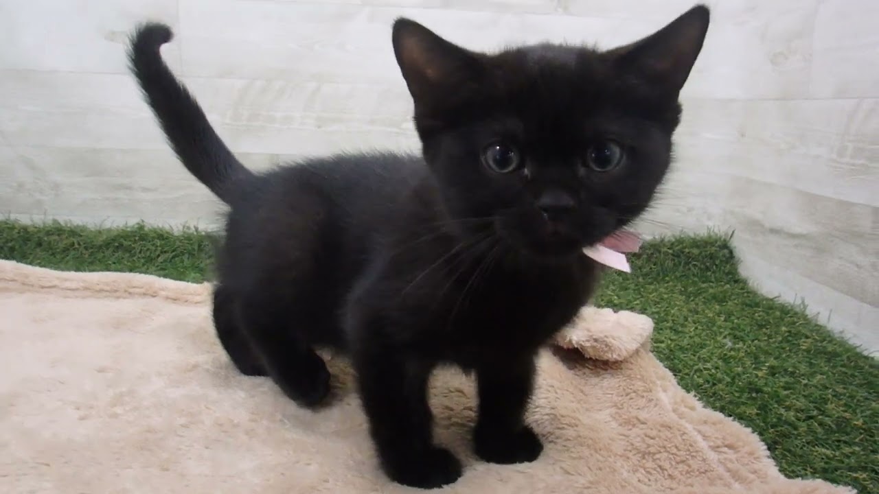 00589544 ボンベイ