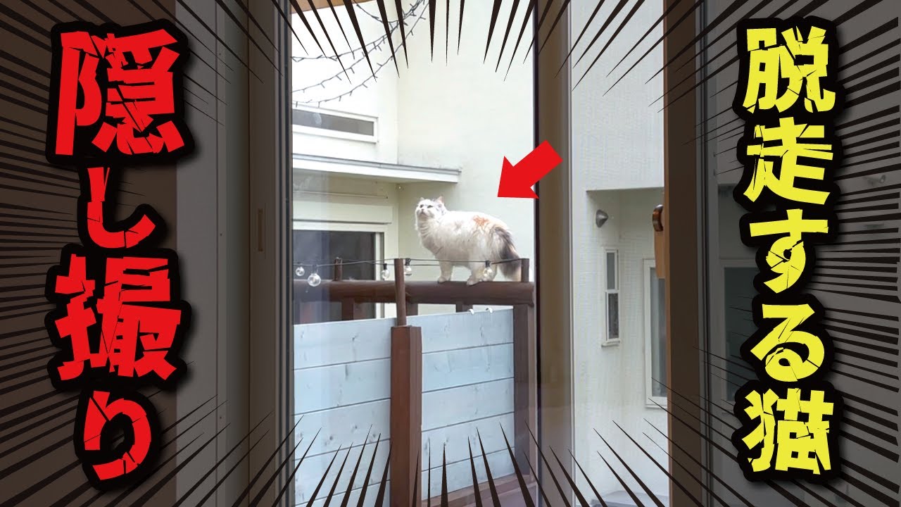 ついに脱走寸前の決定的瞬間を捉えました【関西弁でしゃべる猫】