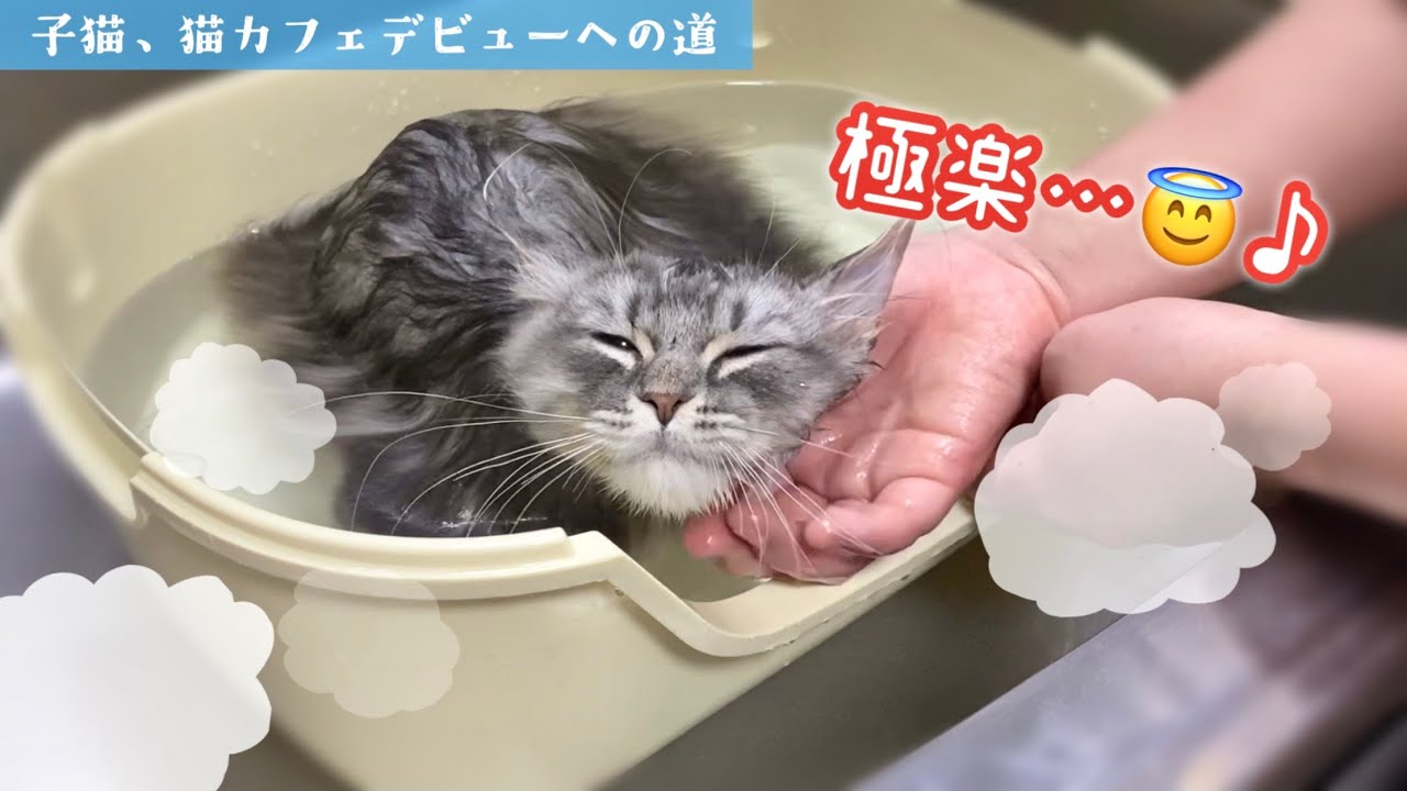 子猫を初めてお風呂に入れたら溶けた【マンチカン】