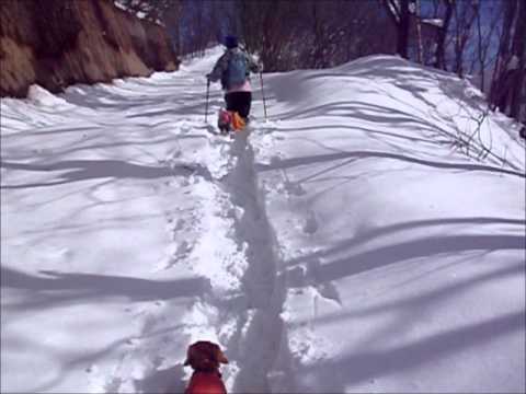 11/01/03草津温泉・登山犬隊スノーシュー.wmv