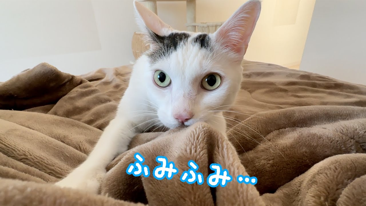 久々に子猫返りするチロさん