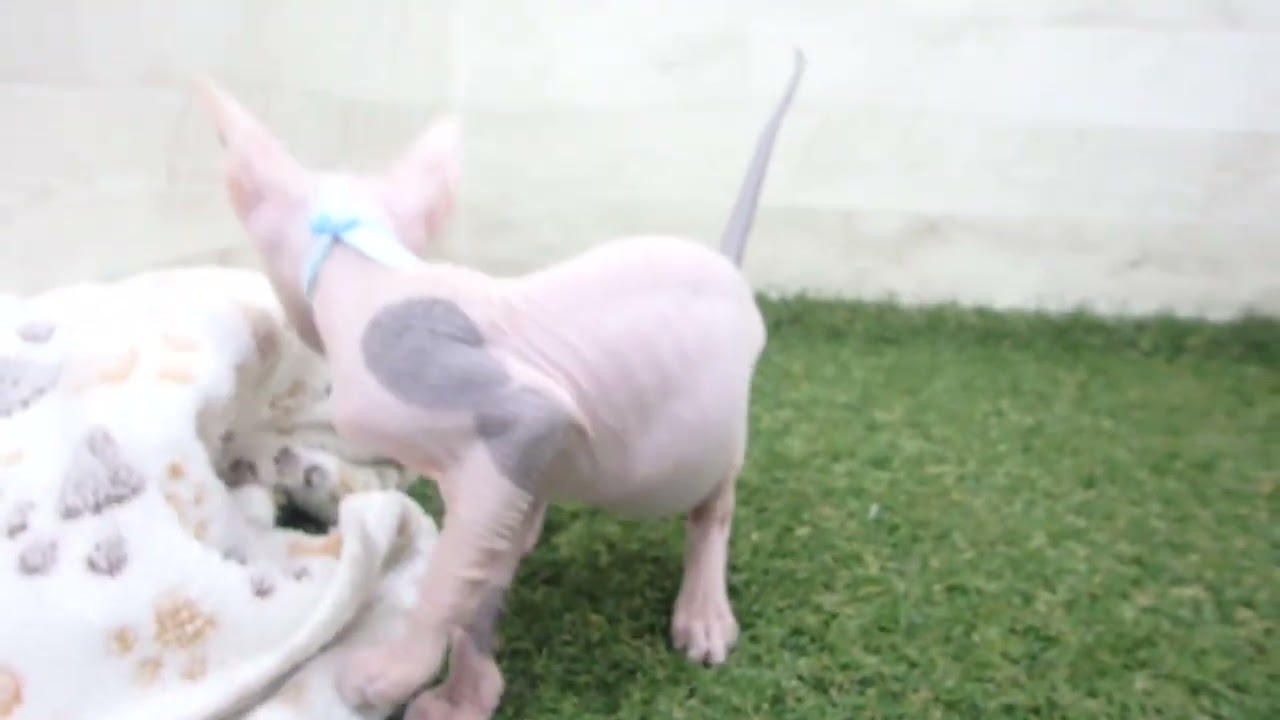 Coo&RIKU　No00616064 スフィンクス