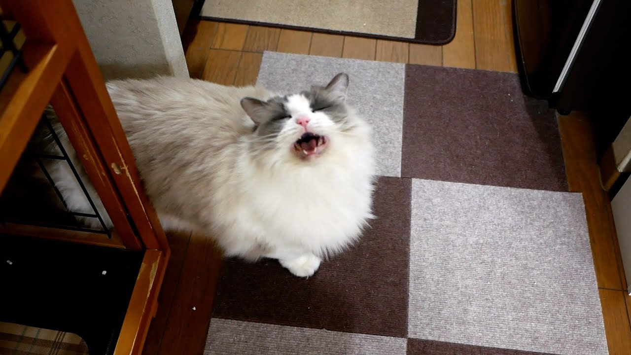 24時間ぶりのおやつが待ちきれないラグドールの可愛い鳴き声をどうぞｗ