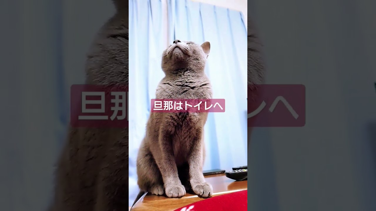 【猫動画】旦那を名残惜しそうに見つめるロシアンブルー#short #russianbule