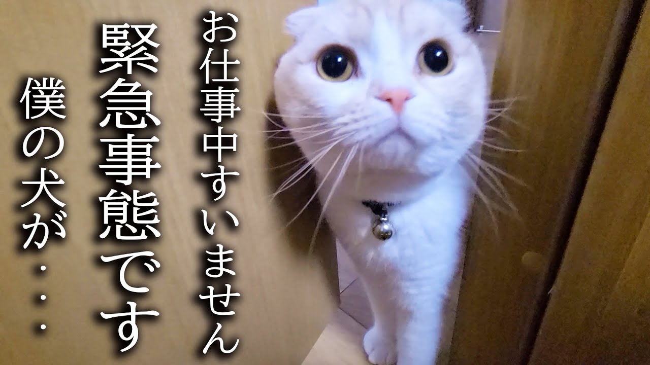 体調不良3日目　子猫がハスキー犬の異変に気づき知らせに来ました...