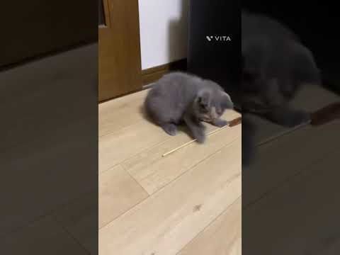 スコティッシュフォールド ずんぐりむっくりで可愛い女の子💕 ブルークリーム