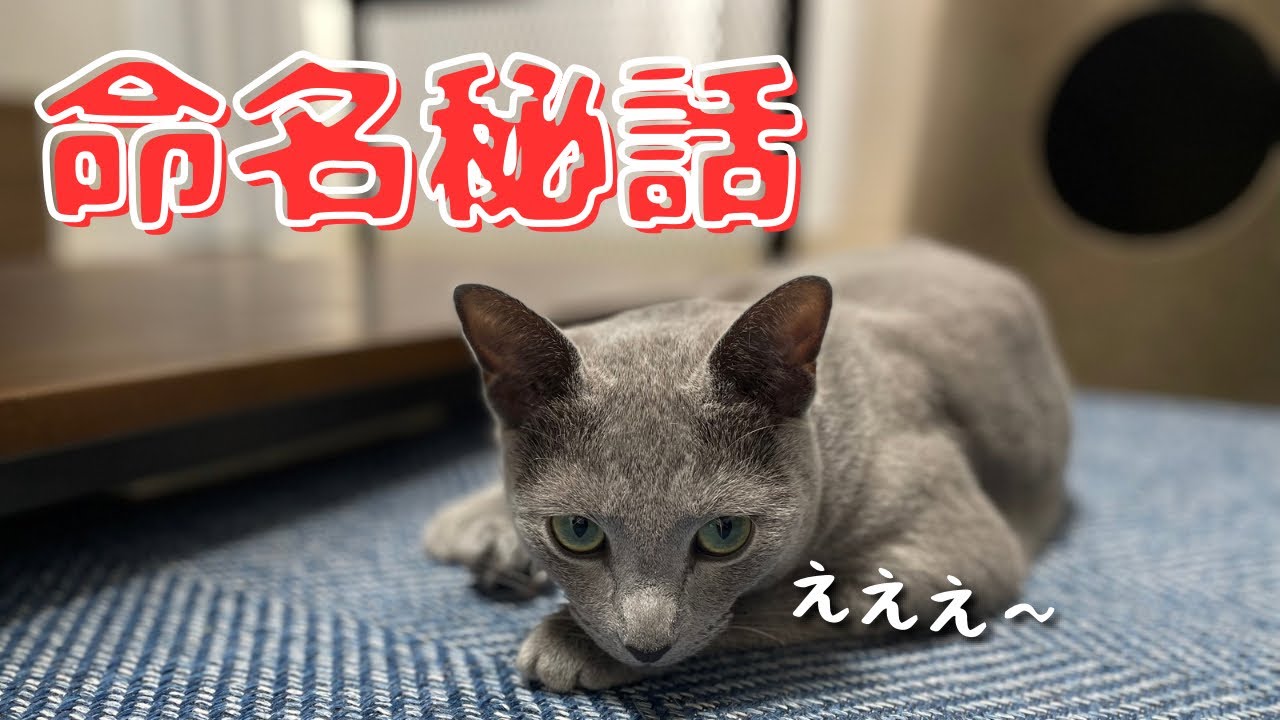 やはりそうだったか…動揺を隠しきれないかわいい猫【ロシアンブルー】