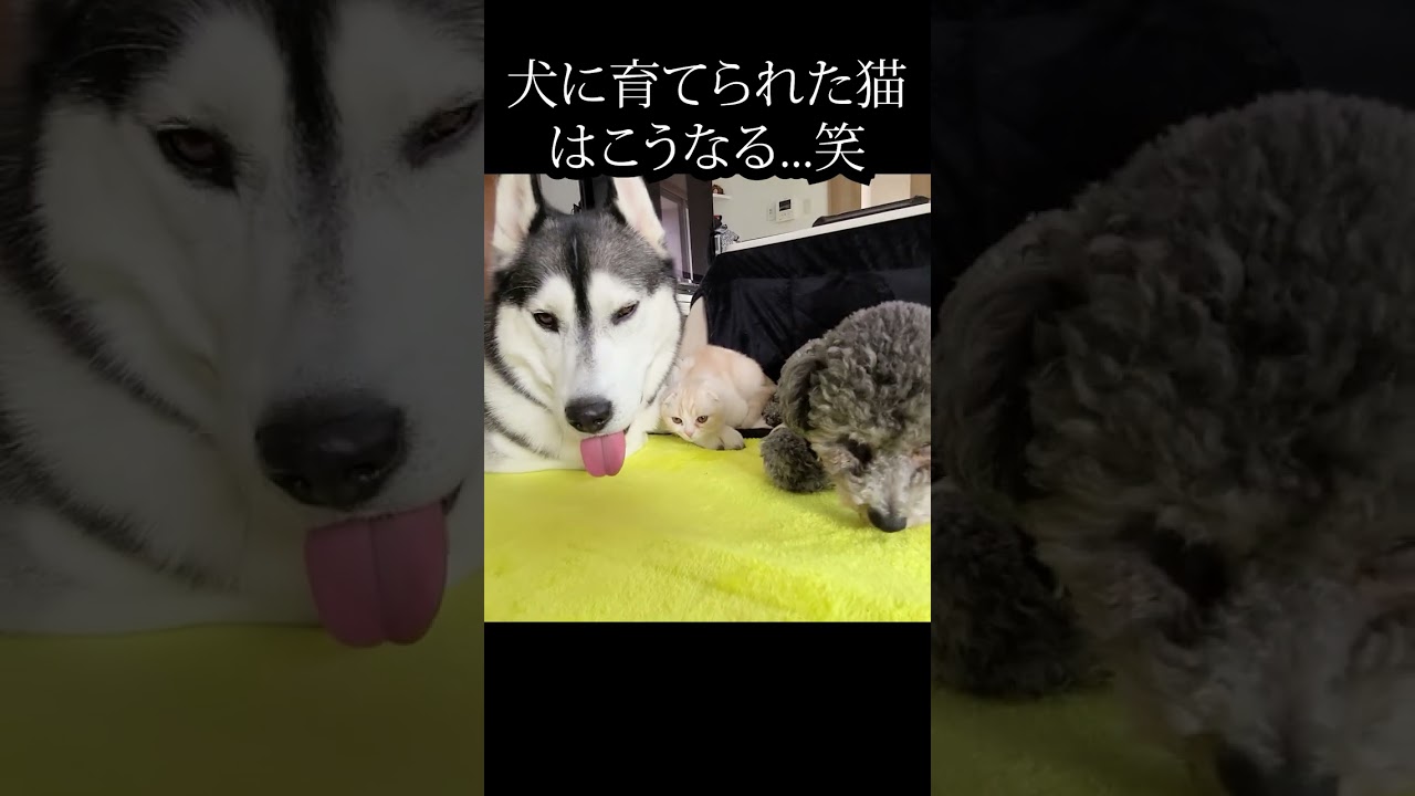 子猫が犬の中に突撃した結果・・・#猫 #犬