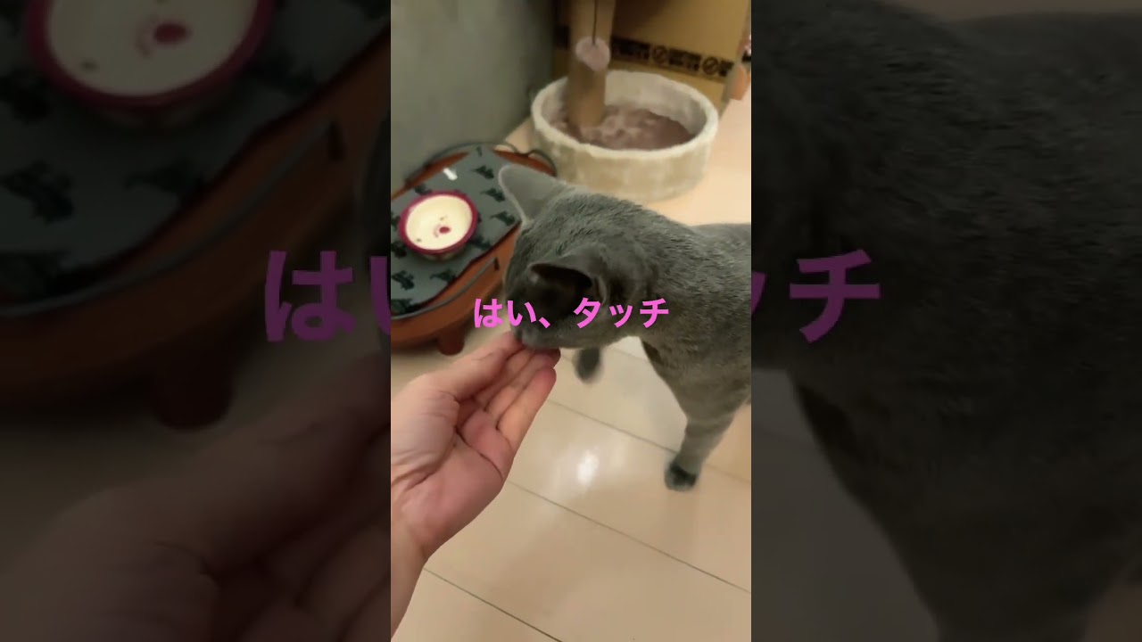 焦らされ猫　#shorts #ロシアンブルー #ねこ #ねこ動画 #cat #猫　#russianblue